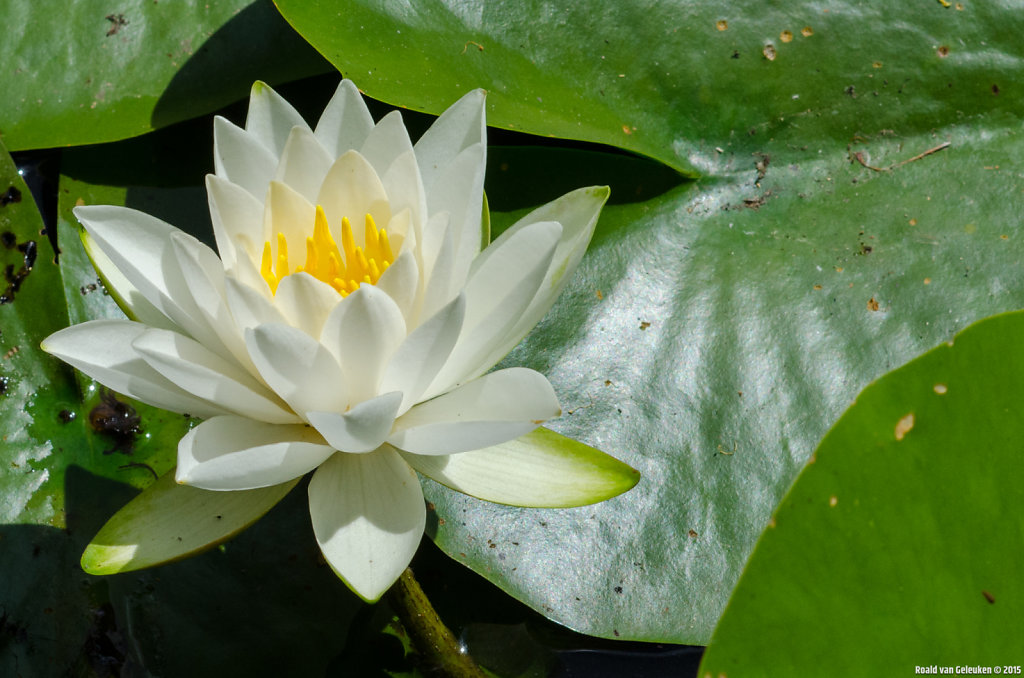 Water Lilly