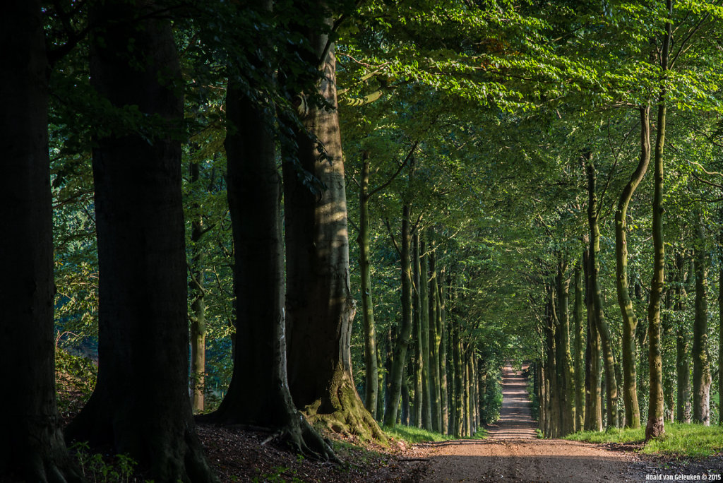 The long walk