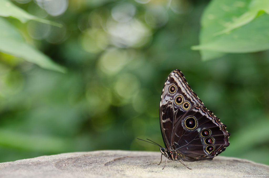 Eye of the butterfly