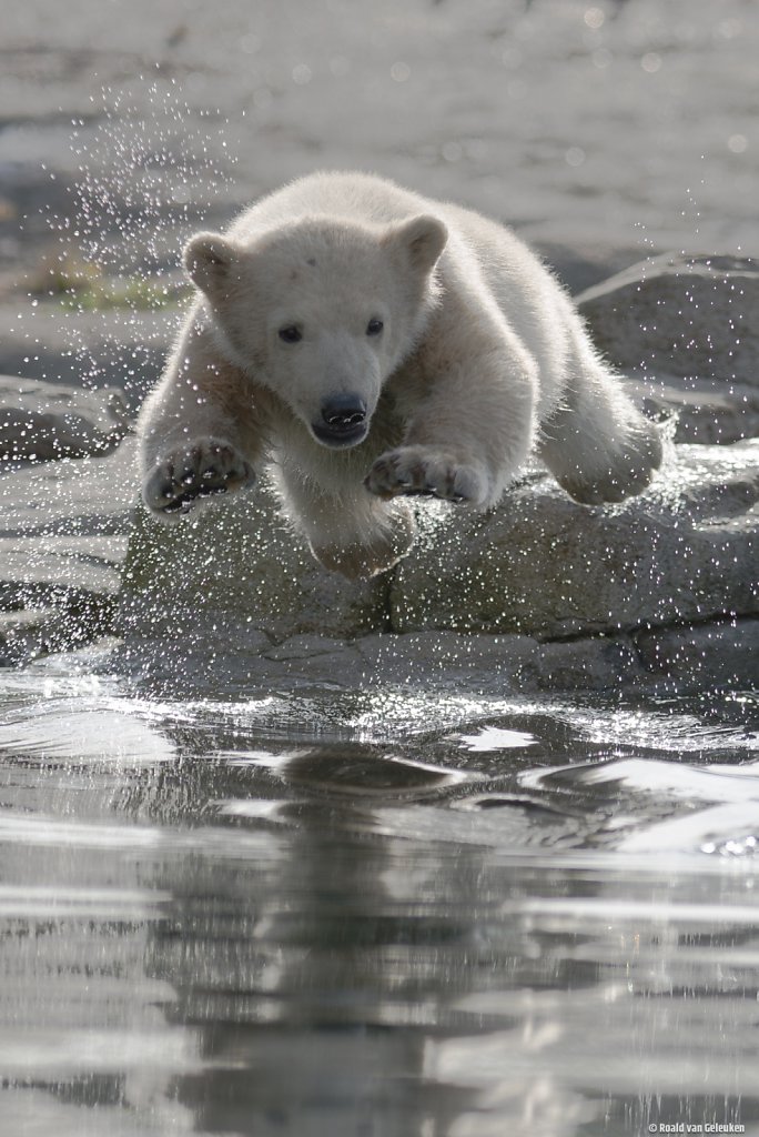 Going for a swim