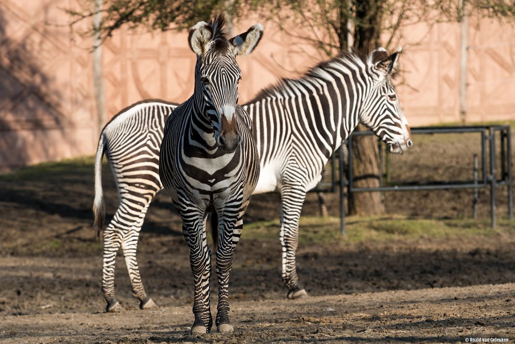 Zebra crossing